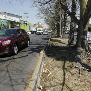 Guadalajara tiene dos mil árboles en riesgo