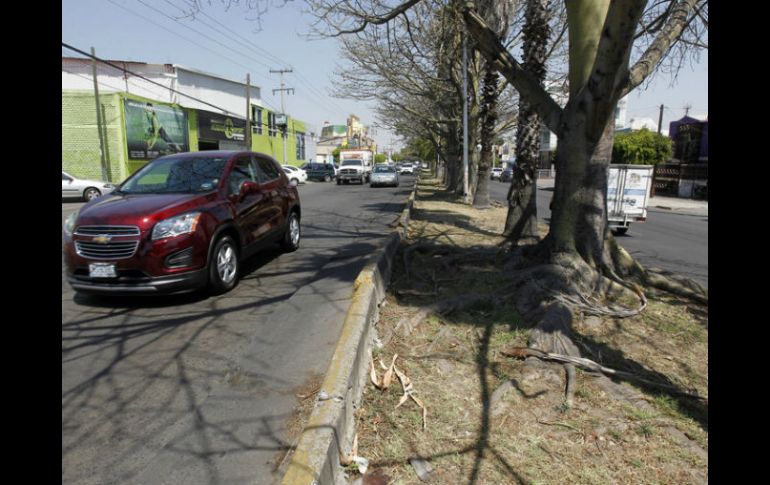 El Ayuntamiento tiene como objetivo retirar 700 árboles antes del temporal de lluvias. EL INFORMADOR / ARCHIVO