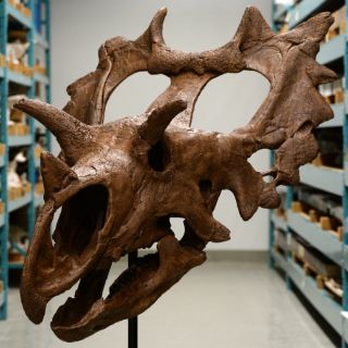 Restos de dinosaurio revelan una nueva especie