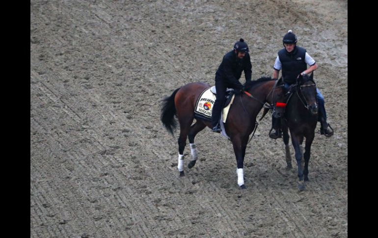 Nyquist, con el mexicano Mario Gutiérrez en el sillín, enfrentará a un grupo menor en el Preakness. AFP / P. Smith