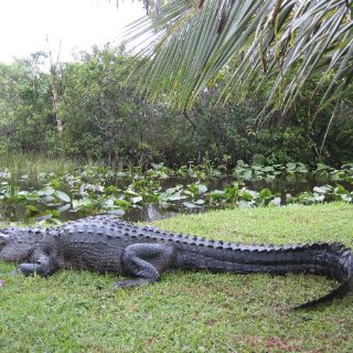 Buscan preservar vida silvestre de cocodrilos en Sinaloa
