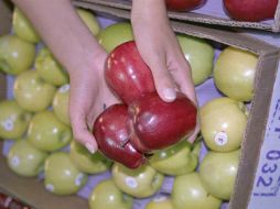 Las manzanas contienen una fibra llamada pectina, la cual libera hormonas que controlan la satisfacción. EL INFORMADOR / ARCHIVO