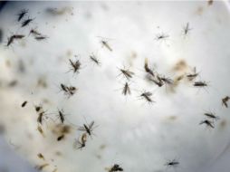 Los mismos mosquitos que transmiten la fiebre amarilla también transfieren el virus del zika y el dengue. AP / ARCHIVO