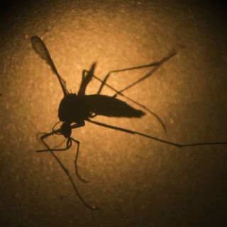 El Senado de EU aprueba mil 100 MDD contra el zika