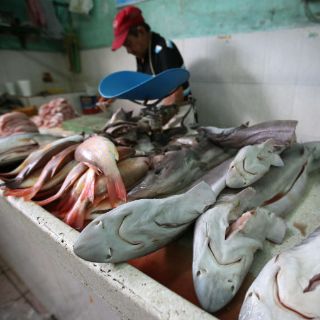 Descartan presencia de bacteria en mariscos