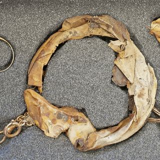 Hallan joyas de oro ocultas en taza en Auschwitz