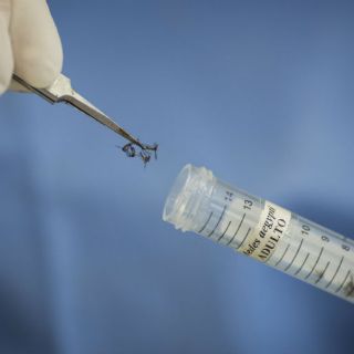 Detectan en África cepa de virus zika presente en AL