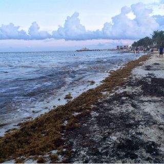 Caribe Mexicano podría convertirste en Reserva de la Biosfera