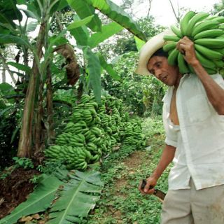 Productores de plátano buscan prevenir daños por temporal