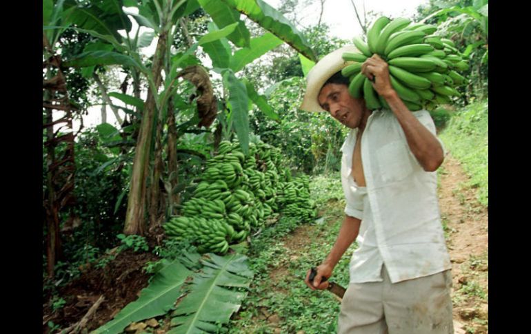 En el valle de Cihuatlán se cuenta con dos mil 500 hectáreas de plátano, lo que supone un renglón de gran importancia productiva. NTX / ARCHIVO