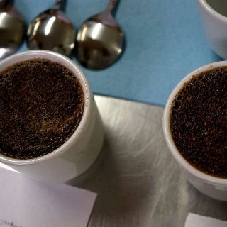Estudiantes usan semillas de jamaica para producir café