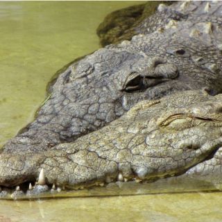 Identifican cocodrilos del Nilo en Everglades, Florida
