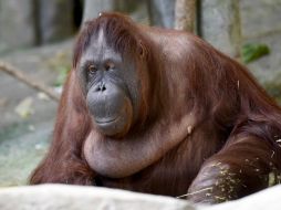 Ell fue la segunda orangután hembra tipo Pongo pygmaeus de más edad. AP / J. Schulz