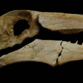 Hallan en Antártida restos de ave más grande y antigua registrada