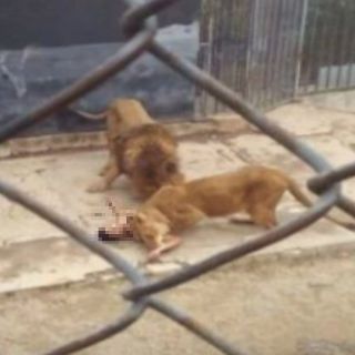 Dos leones son sacrificados en Chile para salvar a joven suicida
