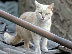 El esposo dijo que fue a revisar a la mascota y entonces se dio cuenta del incendio en la cochera. EL INFORMADOR / ARCHIVO