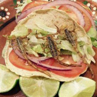 Tacos de alacrán, atractivo para los visitantes de Durango
