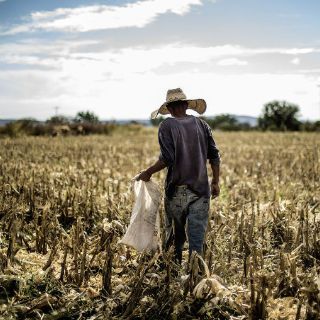La UNAM desarrolla método para mejorar cosechas de maíz