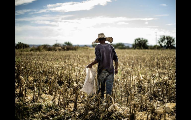 Con el desarrollo de este grano, se espera enfrentar problemas de tipo climático y falta de agua, que derivan en baja de producción. EL INFORMADOR / ARCHIVO