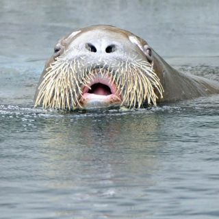 Morsa ahoga a hombre que intentaba tomarse 'selfie' con ella