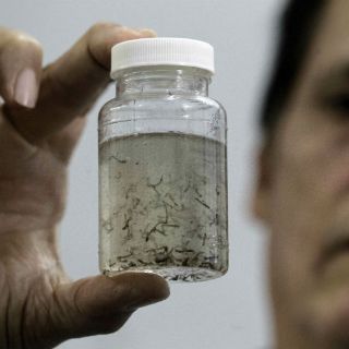 Se debe alertar y no alarmar respecto al zika: ONG