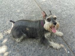 Se debe tomar en cuenta que las mascotas, igual que los humanos, también sienten temor ante un sismo. EL INFORMADOR / O. Álvarez