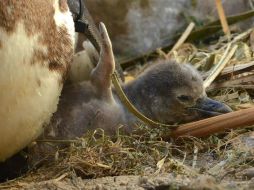 El logro japonés llega dos años después de que SeaWorld realizara otra inseminación exitosa. AFP / Shimonoseki