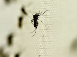 Sector Salud informa que 45 mil 75 personas presentan síntomas de la enfermedaded transmitida por el mosquito Aedes Egypti. NTX / ARCHIVO