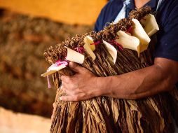 El tabaco es uno de los productos veracruzanos que buscan mayor mercado nacional e internacional. ESPECIAL /