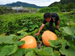 El efecto antioxidante de los compuestos bioactivos de las semillas de la calabaza retarda el envejecimiento celular. EFE / ARCHIVO