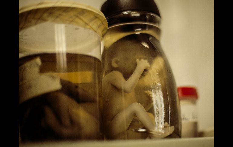Actualmente, en los Países bajos está prohibido el uso de embriones con fines de investigación. EL INFORMADOR / ARCHIVO
