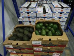 Con la apertura, las exportaciones del fruto se incrementarían a 100 mil toneladas en el mediano plazo. EL INFORMADOR / ARCHIVO