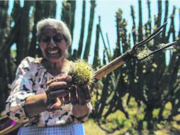 Tradición. María lleva la herencia de cortar el llamado fruto del dragón. EL INFORMADOR / F. Atilano
