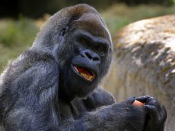 La policía había reportado inicialmente que el gorila había sido adormecido. EFE / ARCHIVO