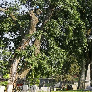 Talan árbol de 160 años en un cementerio de Filadelfia
