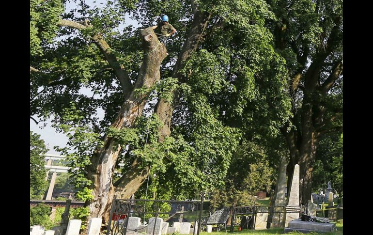 El árbol fue fiel testigo de combates históricos. ESPECIAL /