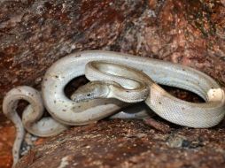 La boa plateada es la primera nueva especie de boa descubierta in situ en el Caribe desde la década de los años 40. ESPECIAL / news.nationalgeographic.com