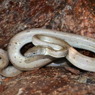 Descubren una nueva especie de boa en islas desiertas de las Bahamas