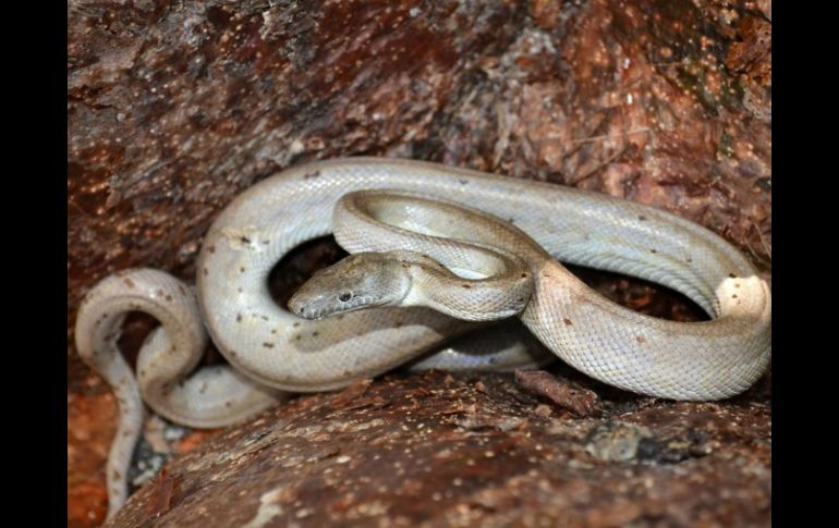 La boa plateada es la primera nueva especie de boa descubierta in situ en el Caribe desde la década de los años 40. ESPECIAL / news.nationalgeographic.com