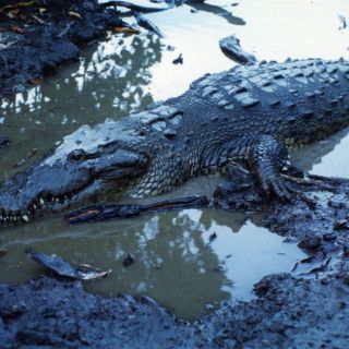 Un cocodrilo ataca a una mujer en una playa de Australia