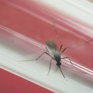 Contagio sexual de zika es más común de lo que se creía: OMS