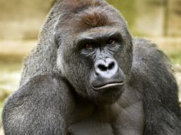 El animal fue sacrificado para proteger a un niño de cuatro años que entró en su recinto. AP / J. McCurry