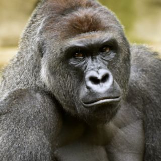 Piden investigar a zoológico tras muerte del gorila Harambe