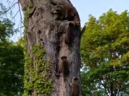 Cada una de las crías alcanza el objetivo, mientras su madre observa y ayuda a los que tienen dificultades para lograrlo. YOUTUBE / Baudolino Aulari