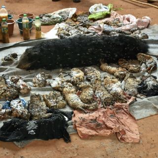 Cachorros de tigres congelados son descubiertos en Tailandia