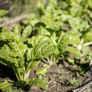 Agricultura orgánica no siempre es ecológica: investigador francés