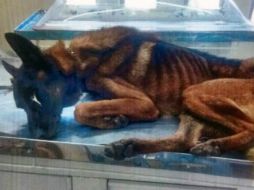 Esta imagen de un perro en evidente estado de desnutrición levantó la polémica. ESPECIAL /