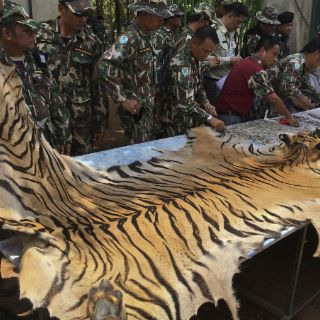 Hallan pieles de más felinos en Templo del Tigre en Tailandia