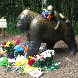 Zoológico de Ohio reabrirá la proxima semana su exhibición de gorilas