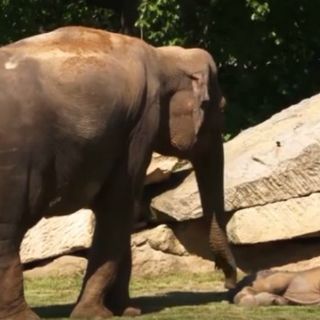 Elefante pide ayuda a cuidadores para despertar a su cría